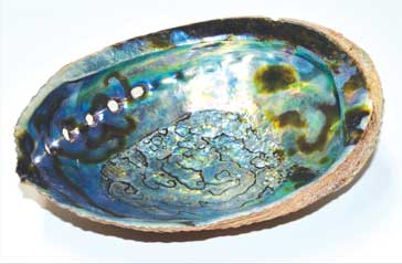 6" Abalone Shell incense burner (B quality)